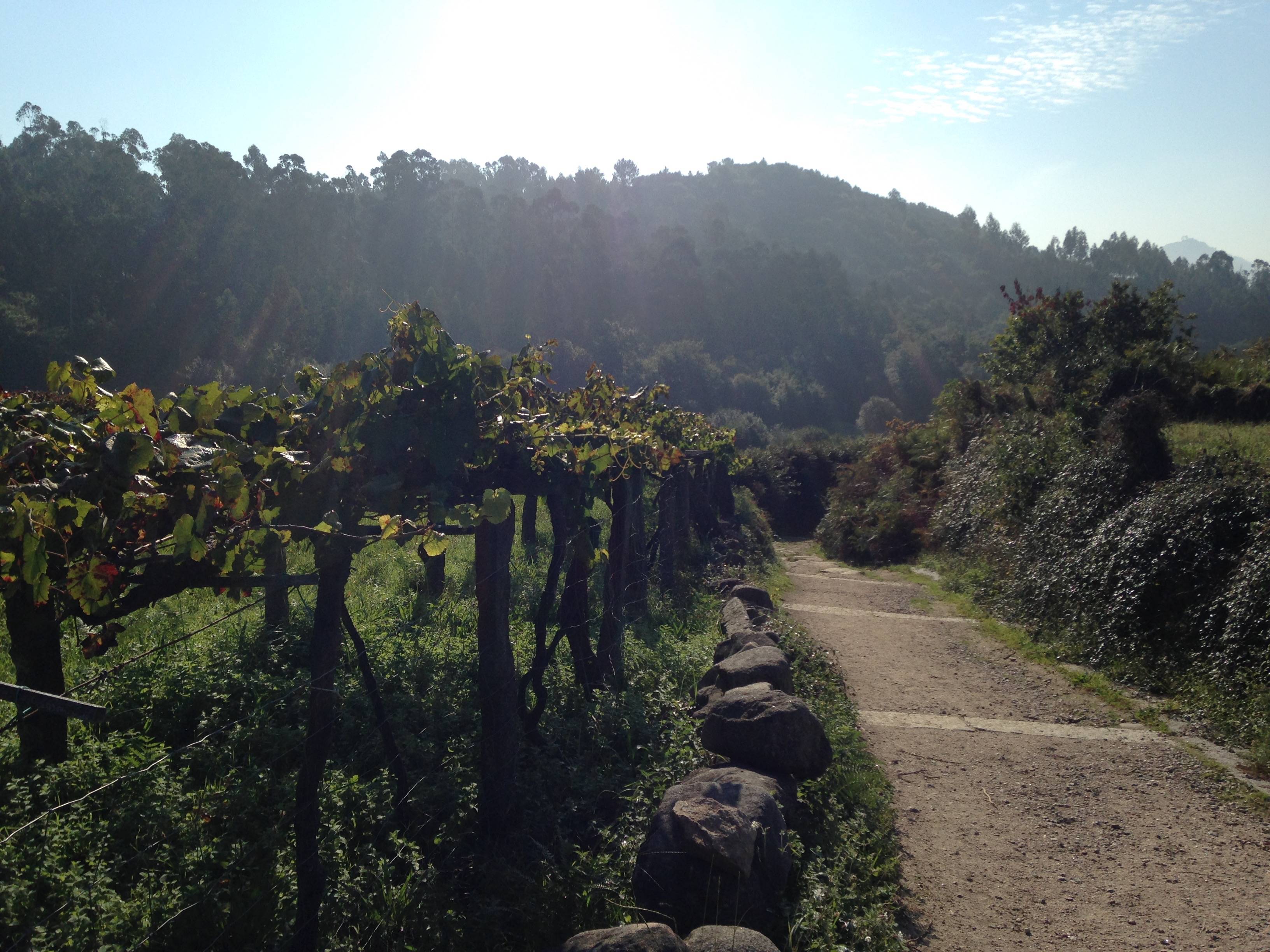 A sunlit country path beside vineyards in Galicia.