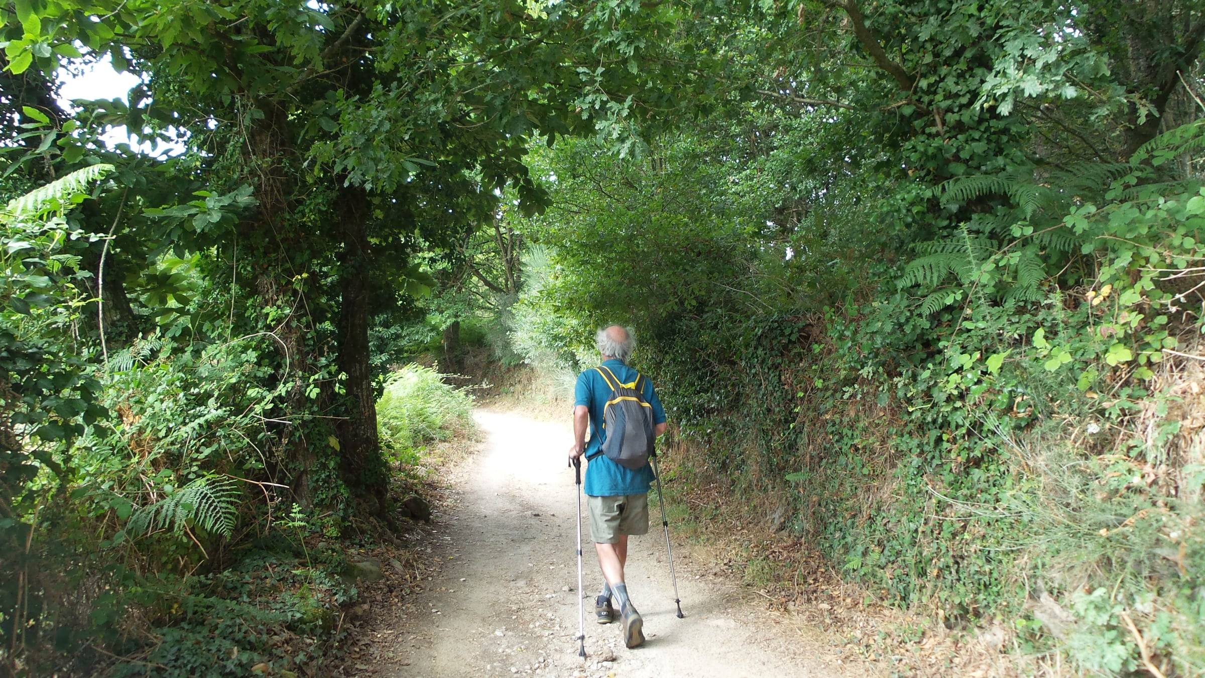 A pilgrim walks with trekking poles along a wooded Camino trail.
